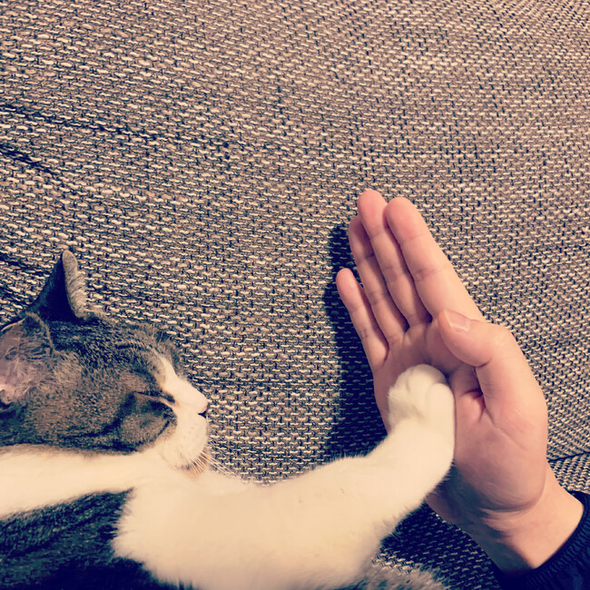 Enchiのカバー写真