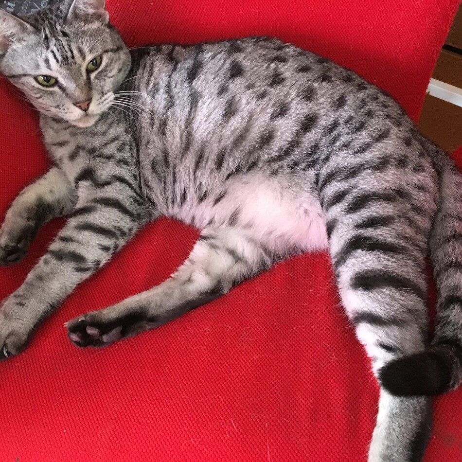 がおのカバー写真
