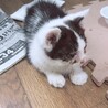 とっても人懐っこい黒白の男の子です。 サムネイル6