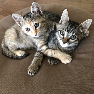 大きなおメメがキュートな兄妹