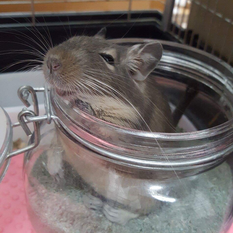 こもものカバー写真