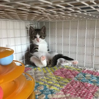 ツナちゃん、約3ヶ月に女の子です…