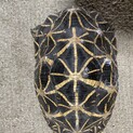 リクガメお譲りします。