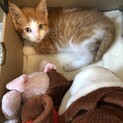 おとなしいくてかわいい子猫　瀕死でした