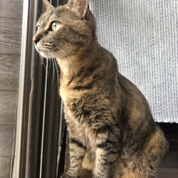 体重測定　やきもち焼きのキト