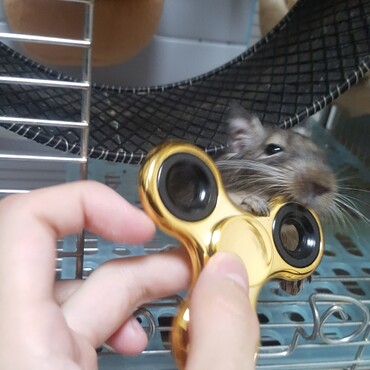 ハンドスピナーを回そうとしているこもも