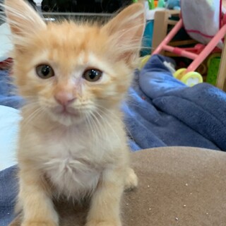 正式譲渡となりました