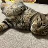 ゆーーーーーん