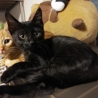 正式譲渡となりました