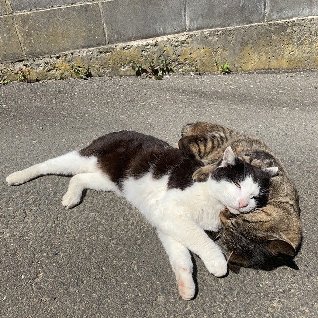 まめねこjrのカバー写真
