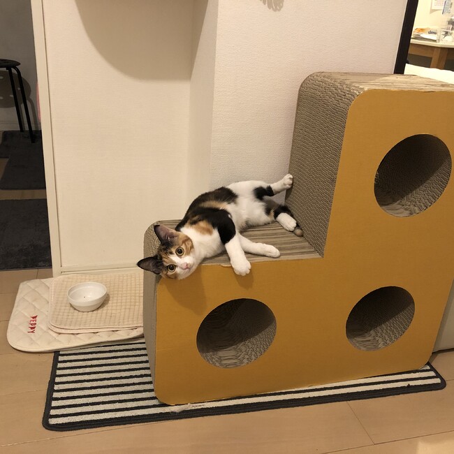 Megu50のカバー写真