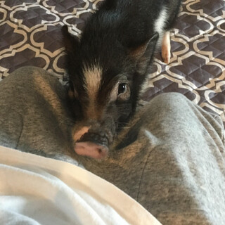 ミニブタさん／4カ月・約4キロ・黒に少し白の模様