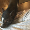 ミニブタさん／4カ月・約4キロ・黒に少し白の模様 サムネイル2