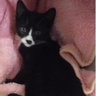 里親様に迎えられました。子猫♀068