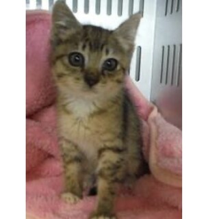 里親様に迎えられました。子猫♀069