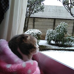 最愛のベルとの出会い