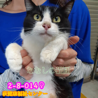 綺麗なお顔の黒白ハチワレちゃん　014