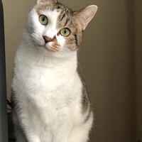 Crazy cat lady