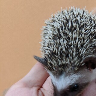 【募集ストップ】ハリネズミ