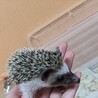 【募集ストップ】ハリネズミ サムネイル2