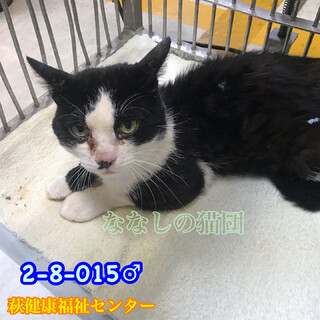 落ち着いた黒白ハチワレ君　015