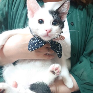 ちびっ子ギャング2号ピロシとお幸せに♡