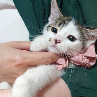 ちびっ子ギャング3号伊織とお幸せに♡