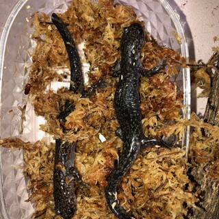 交渉中　ヒダサンショウウオ　2匹