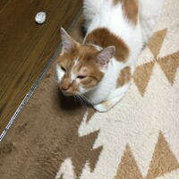 大福