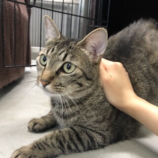 譲渡されました！有難うございました♡