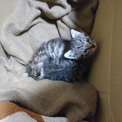 子猫5匹と子猫2匹とタヌキ…!?