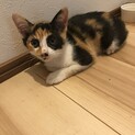 保護した雑種の子猫です。