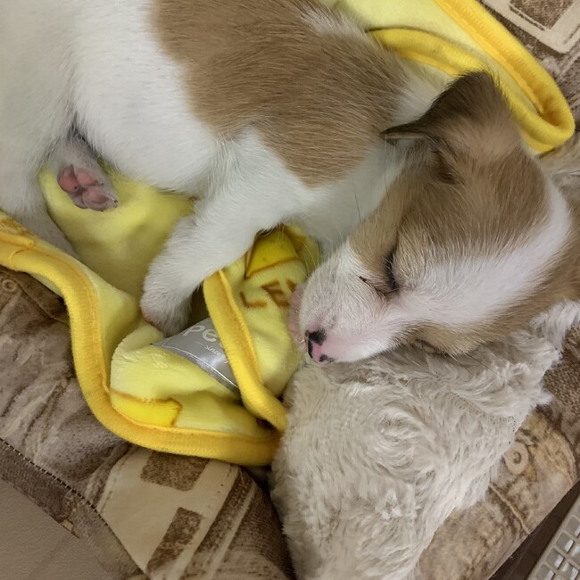 CHYO★MＩのカバー写真