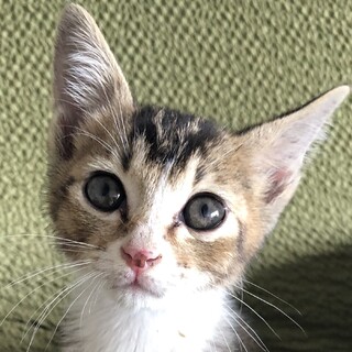 幸せの鍵しっぽアビシニアン風の女の子