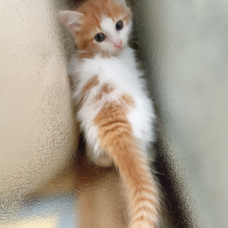 モフモフフワフワ半長毛こ茶兄弟のラグくん