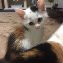 1ヶ月半弱三毛猫メス、白黒オス