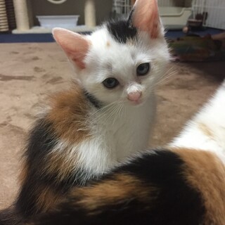 1ヶ月半弱三毛猫メス、白黒オス