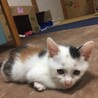 1ヶ月半弱三毛猫メス、白黒オス サムネイル5