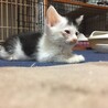 1ヶ月半弱三毛猫メス、白黒オス サムネイル7