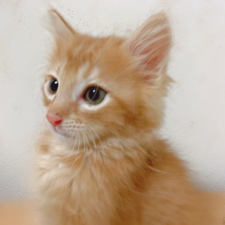 モフモフフワフワ半長毛の茶兄弟のマグくん