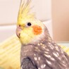 ピッケ