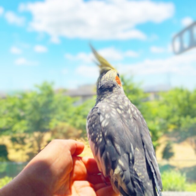 ピッケのカバー写真