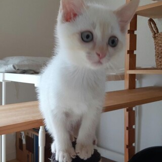 耳と尻尾が茶色の美猫シロクマちゃん♪