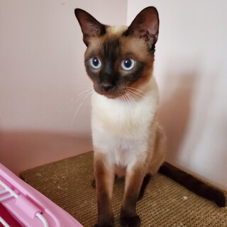 人懐っこいシャムくん 動画あります