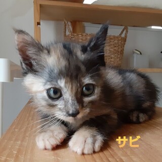 天気予報を一緒に見ちゃう猫 サビちゃん♪