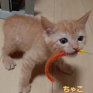 好奇心旺盛 元気いっぱい茶トラ女子 ちゃこちゃん♪