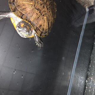 亀　ミシシッピアカミミ亀