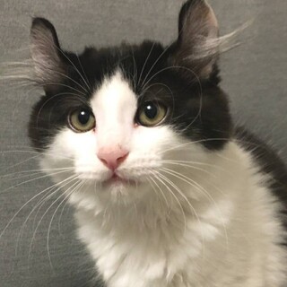 【6/28浅草橋】アメリカンカールミックス♡ロク