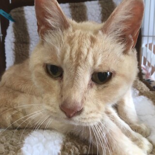 高貴なパステル茶トラ　殿ちゃん