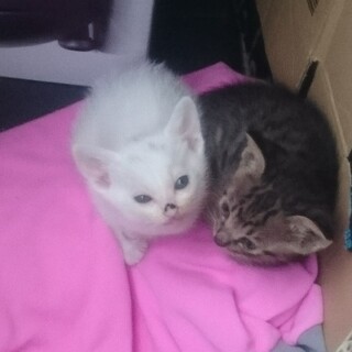 キジトラの赤ちゃん